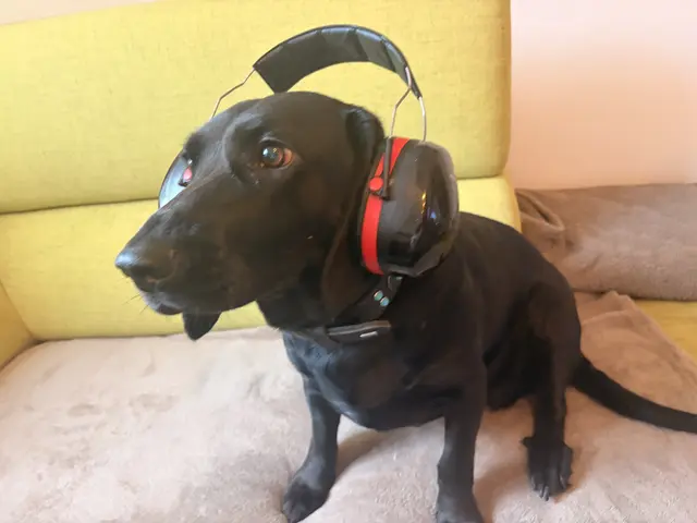 Besonders Hunde leiden unter dem Lärm durch Böller. Eine Kufsteinerin schildert, dass die Gassirunden im Herbst immer mehr zur Tortur werden. | Foto: Christiane Nimpf