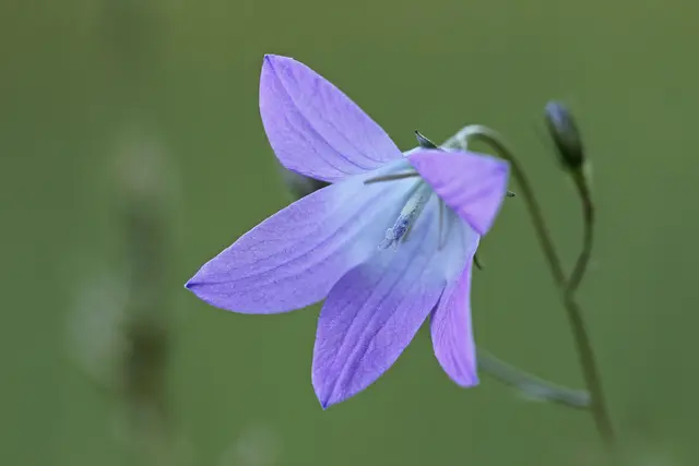 Wiesen-Glockenblume | Foto: APA-Images / dpa Picture Alliance / Gerd Herrmann