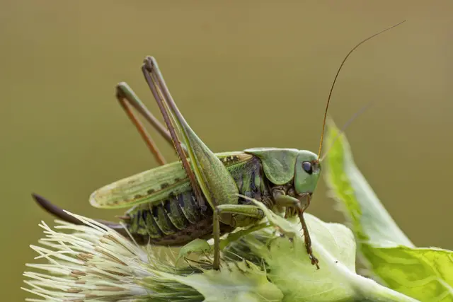 Zum Insekt des Jahres 2026 wurde der Warzenbeißer (Decticus verrucivorus) bestimmt