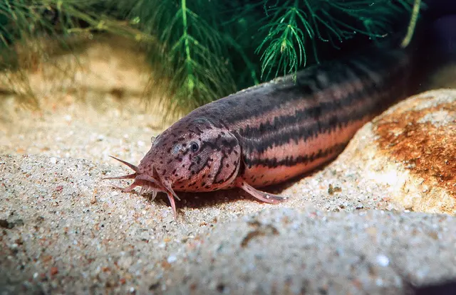 Wassertier des Jahres 2026: der Schlammpeitzger (Misgurnus fossilis). | Foto: NationalparkDonau-Auen/Grotensohn