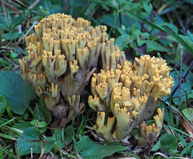 Pilz des Jahres 2026: die seltene Zweisporige Stachelspor-Koralle (Phaeoclavulina macrospora). | Foto: Thomas Rücker