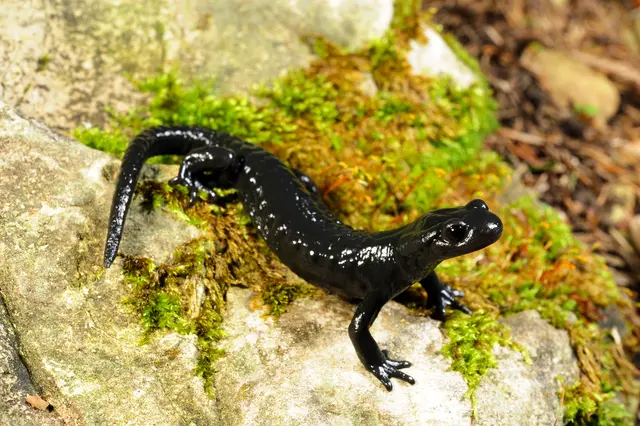 Der Alpensalamander (Salamandra atra) ist Lurch des Jahres 2026. | Foto: Benny Trapp