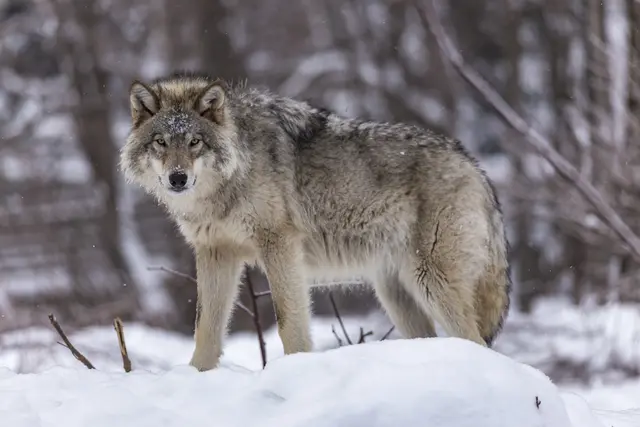 Bei direkten Begegnungen mit einem Wolf empfiehlt der Naturschutzbund, das Tier in Ruhe zu beobachten und ihm genug Raum zu lassen, damit es sich zurückziehen kann. | Foto: josefpittner/PantherMedia