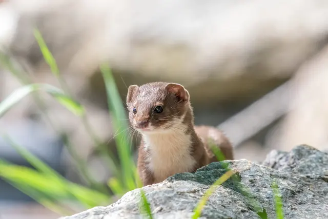 Wie bereits im November feststand, wurde das Mauswiesel (Mustela nivalis) zum Tier des Jahres 2026 gewählt. | Foto: APA/NATURSCHUTZBUND ÖSTERREICH