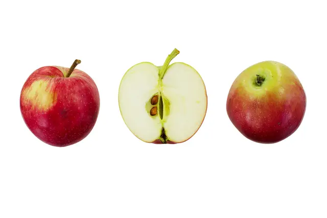 Streuobstsorte des Jahres 2026: der Traxleder Apfel. | Foto: Siegfried Bernkopf