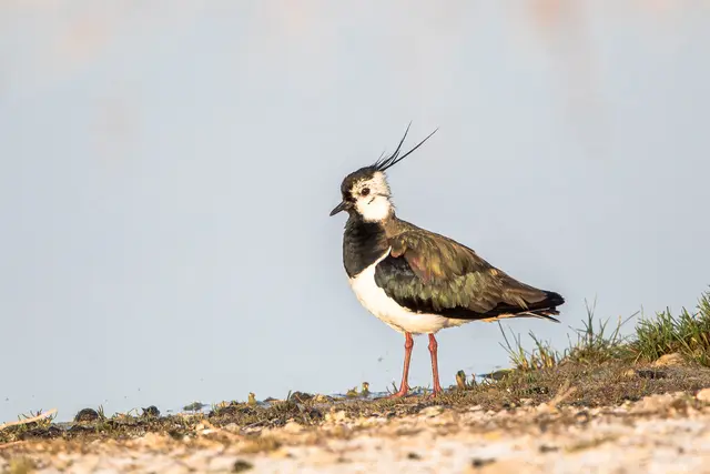 Vogel des Jahres 2026 ist der Kiebitz (Vanellus vanellus), dessen Lebensräume durch Trockenlegung feuchter Wiesen zunehmend verloren gehen. | Foto: Flora Bittermann