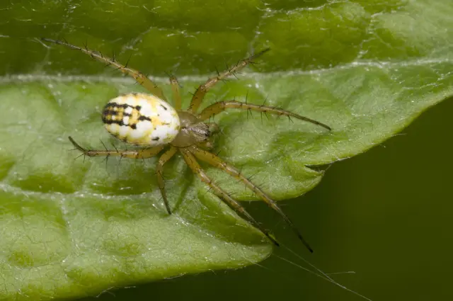 Als Spinne des Jahres wurde die Streifenkreuzspinne (Mangora acalypha) gekürt. | Foto: APA-Images / Science Photo Library / Nigel Downer