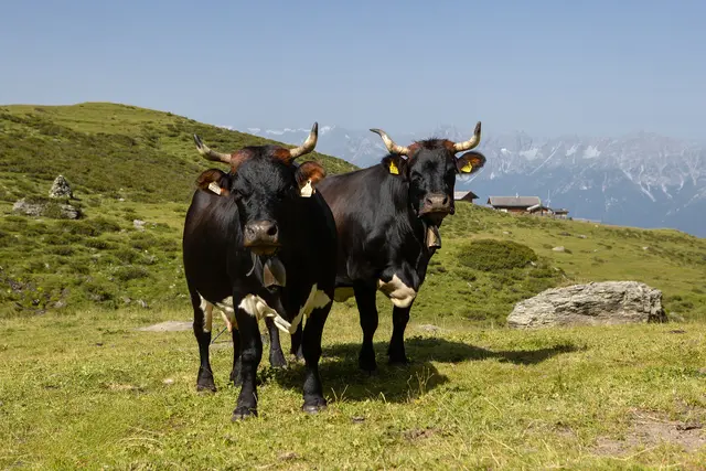 Nutztier des Jahres 2026 (2 von 3): das Tux-Zillertaler Rind. | Foto: Lois Mair