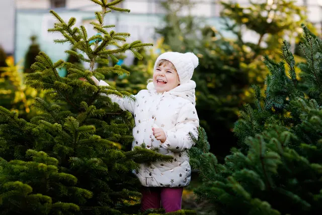 In der Leopoldstadt kann man an insgesamt 19 Standorten Christbäume kaufen. (Symbolbild) | Foto: romrodinka/Panthermedia