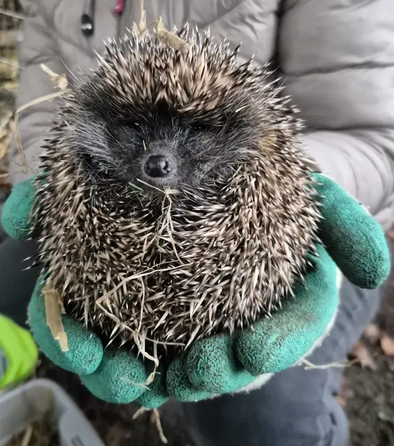 Der Westeuropäische Igel steht seit Herbst 2024 auf der Roten Liste der Weltnaturschutzunion. | Foto: BORG Linz