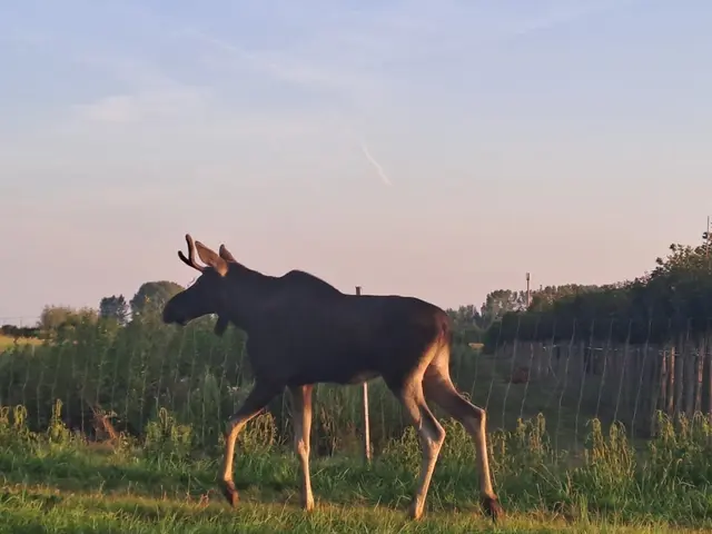 Seit Wochen streift er durch Wälder, Felder und sogar Wohngebiete, taucht plötzlich an Orten auf, an denen man ein Tier seiner Größe nicht erwarten würde | Foto: Facebook von Johannes Rehak