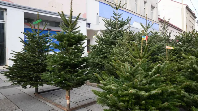 An mehr als 230 Marktständen können die Wienerinnen und Wiener nach dem schönsten Baum auf die Suche gehen. | Foto: Andreas Pölzl/MeinBezirk