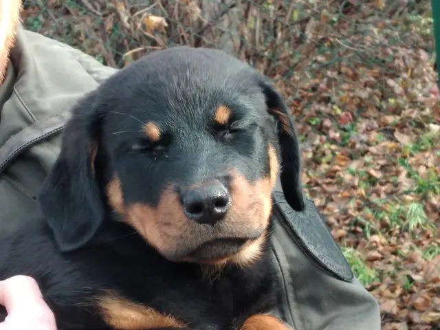 So viel Aufmerksamkeit macht müde.  | Foto: Bundesheer/Stefan Friebe
