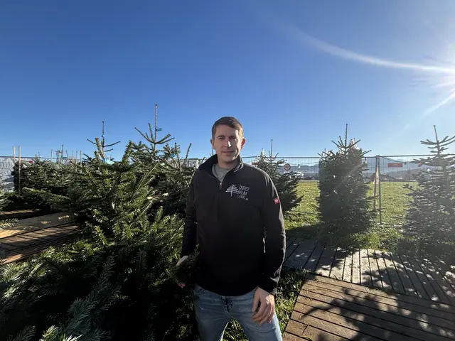 Der Christbaumverkäufer Georg Segmüller ist auch Brandschutzbeauftragter in Salzburg. Der Christbaumverkauf ist sein zweites Standbein. | Foto: Emanuel Hasenauer