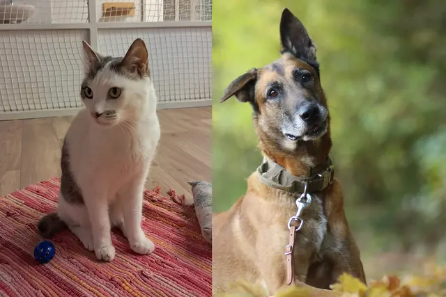 Kater Lenny und Malinois-Hündin aus dem Tierheim Mentlberg suchen ihr Für-immer-Zuhause. | Foto: Tierschutzverein Tirol