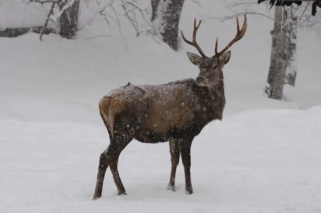 Mit ihrem dichten Winterfell können Wildtiere auch tiefe Minusgrade gut überstehen. Das Winterhaar der Hirsche ist etwa doppelt so lange wie das Sommerhaar. | Foto: ÖBf