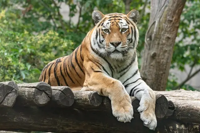 Das Tiger-Weibchen im Tiergartenschönbrunn ist am Donnerstag, 11. Dezember, eingeschläfert worden. | Foto:  Daniel Zupanc