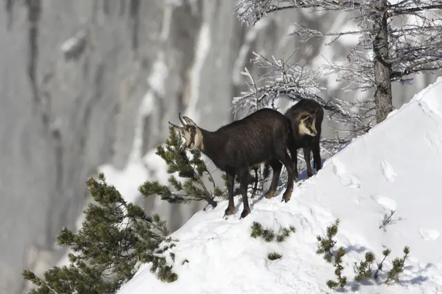 Gämsen sind zwar im Winter aktiv, reduzieren jedoch ihre Aktivitäten. | Foto: ÖBf