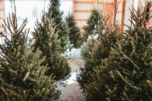 Zwischen herkömmlichen Christbäumen und ihrer Bio-Variante gibt es aus ökologischer Sicht oft große Unterschiede. Der WWF gibt daher Empfehlungen, wie sich die Feiertage möglichst umweltfreundlich gestalten lassen. (Symbolbild) | Foto: Sean Foster/Unsplash