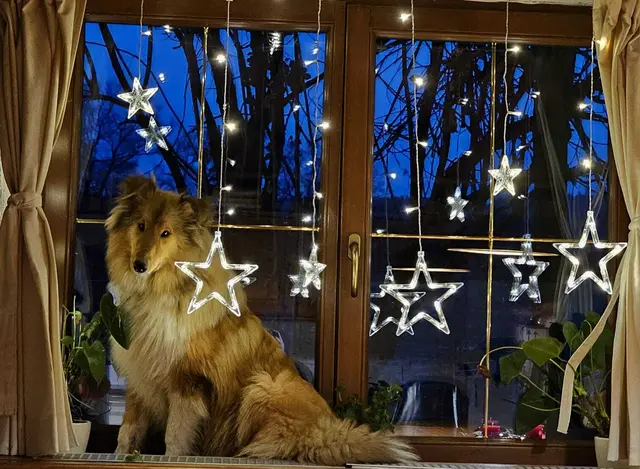 Die Pfotenhilfe ruft auf, besonders in der Weihnachtszeit nicht auf das Wohl der vierbeinigen Mitbewohner zu vergessen.  | Foto: Pfotenhilfe