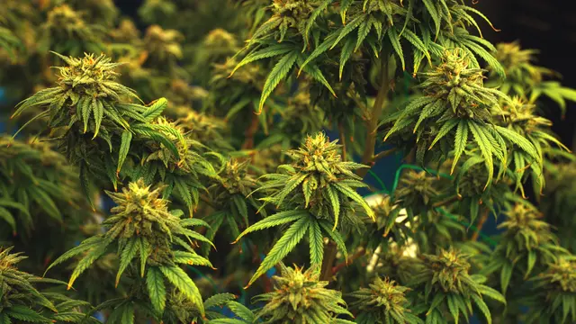 Ein schwerer Schlag gegen die organisierte Suchtmittelkriminalität gelang der Polizei. 2.190 Stück Cannabispflanzen konnte sichergestellt werden. (Symbolbild) | Foto: BiancoBlue/Smarterpix