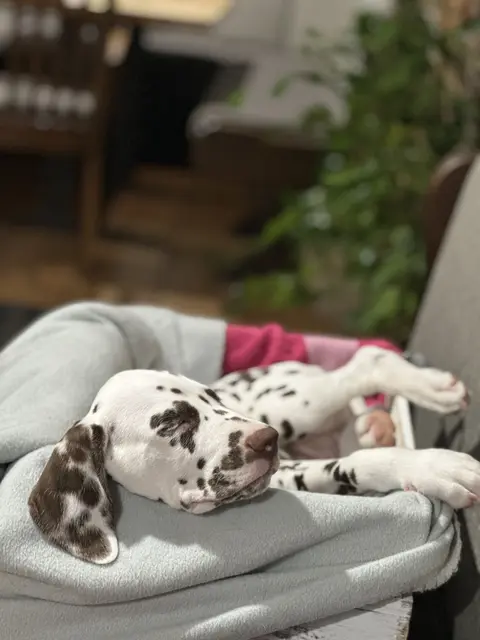 Anders, als uns Disneyfilme vielleicht vermitteln, sind bereits Hundewelpen und ihre Bedürfnisse eine große Herausforderung.  | Foto: Braun