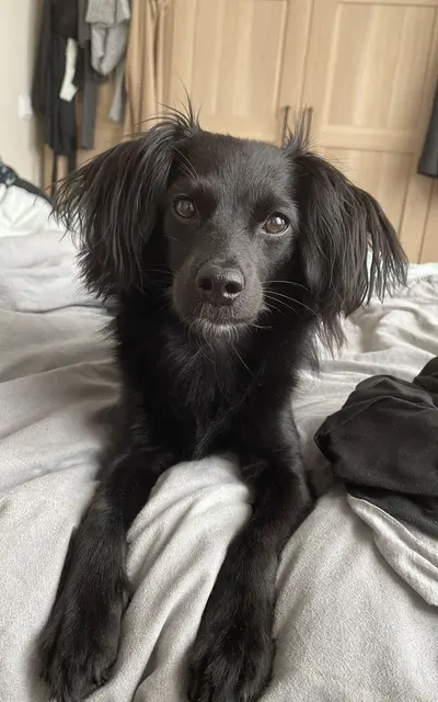 Nach einem Verkehrsunfall in der Wiener Straße ist Hündin Sky weggelaufen. Zuletzt wurde sie in der Denkstraße gesichtet. | Foto: FB/privat