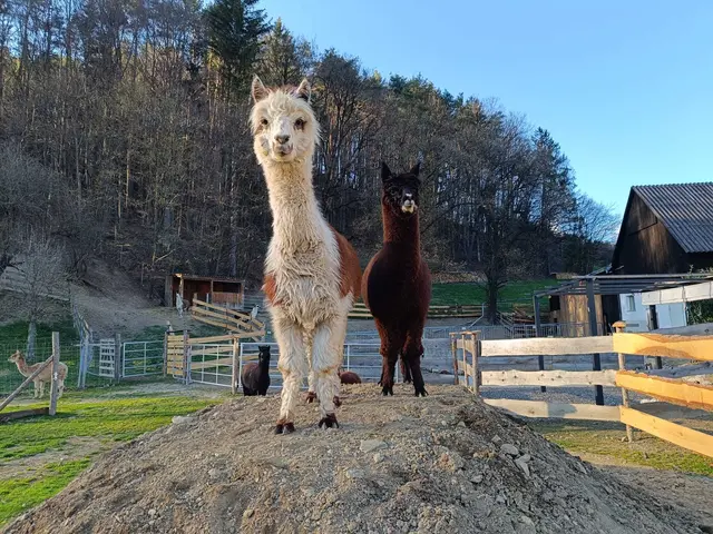 Bereit für den großen Auftritt: Diese beiden neugierigen Alpakas freuen sich schon darauf, die Besucher des Neunkirchner WinterWunders zu begrüßen.