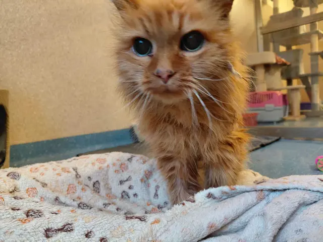 Die bezaubernde Katzendame Olga, geschätzt über 10 Jahre alt, hat bereits einiges hinter sich. | Foto: Tierheim Ternitz