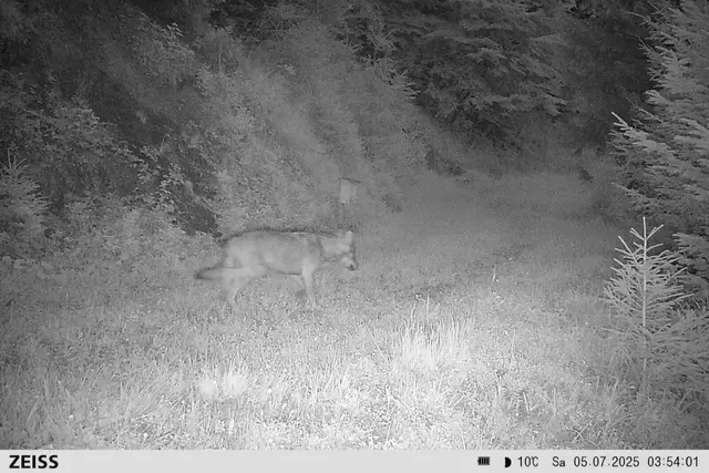 Insgesamt 37 Nutztiere wurden 2025 nachweislich von Wölfen auf Salzburger Almen gerissen. Im Bild: Ein Wolf in der Region Bischofshofen, der Anfang Juli in eine Fotofalle getapt ist.  | Foto: Privat
