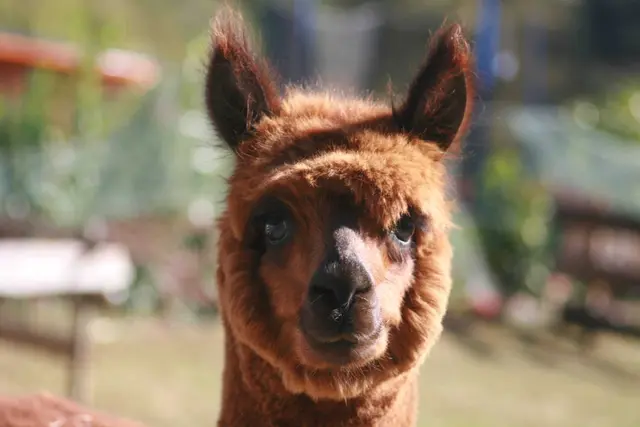 Einer unserer flauschigen Ehrengäste freut sich schon auf Streicheleinheiten.