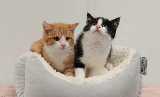 Lissy und Zorro | Foto: Pfotenhilfe