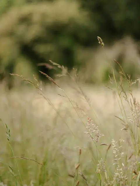 Schutz für die Gräser. | Foto: Annie Spratt