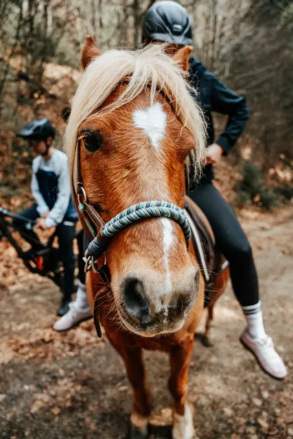 Juni: Pferd trifft auf Kamera. | Foto: Katharina Schenker