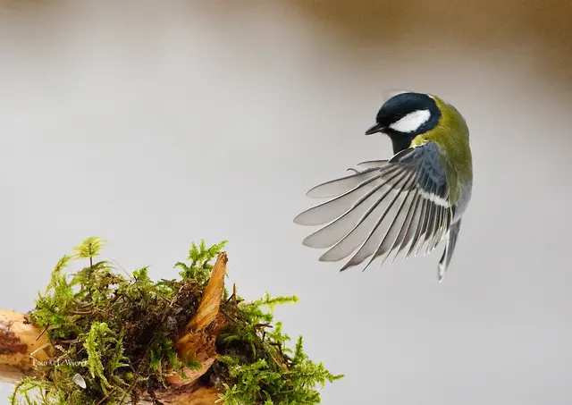 Eine Kohlmeise im Anflug. | Foto: Franz Wierer