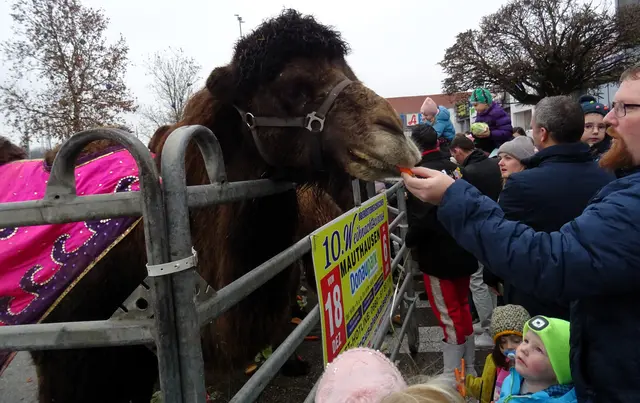 Kamele füttern - beim Kamelfrühstück am 13.12.2025 | Foto: Mauthausen Tourismus