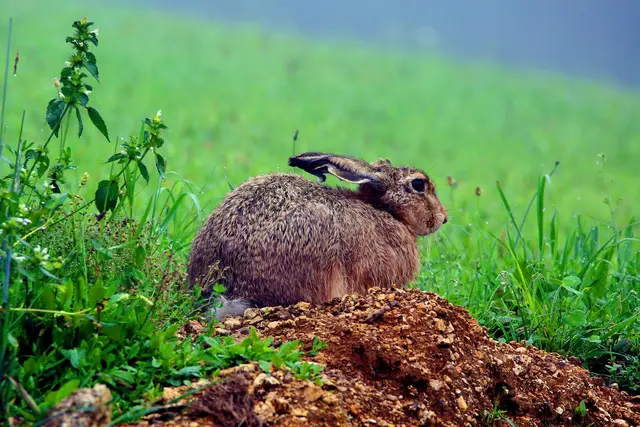 Gartenbesucher bei Franz Schneider Ende Juli. | Foto: Franz Schneider