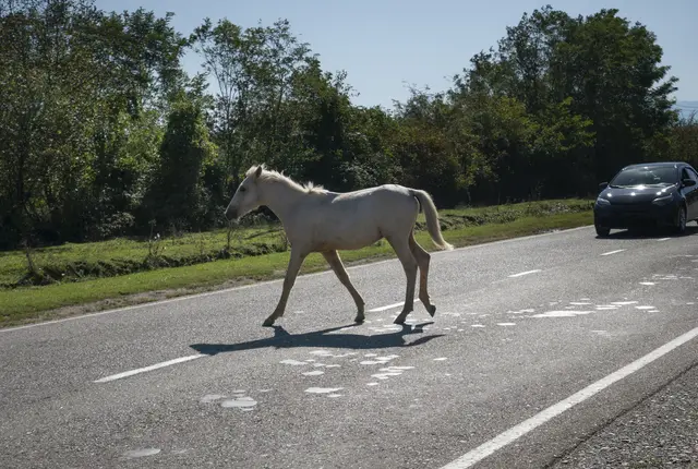 Ein Lenker erfasste mit seinem Pkw ein Pferd auf der L 217. (Symbolfoto) | Foto: panthermedia/chepko