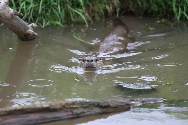 Zwischen 2019 und 2024 wurden in Kärnten offiziell 226 streng geschützte Fischotter auf Basis landesrechtlicher Quotenregelung getötet (Symbolfoto) | Foto: stock.adobe.com/at/Albrecht Trenz