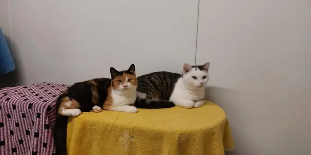 Diese beiden Katzen fanden ebenfalls gemeinsam ein neues Zuhause. | Foto: Mocnik