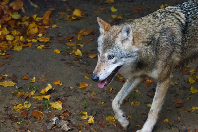 Im Winter gibt es vermehrt Wolfssichtungen. (Symbolfoto) | Foto: stock.adobe.com/at/Prieshof PixEL