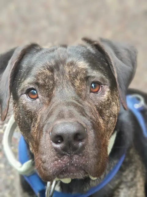 Brutus ist einer der Hunde, die auf einen neuen Besitzer warten. | Foto: Mocnik