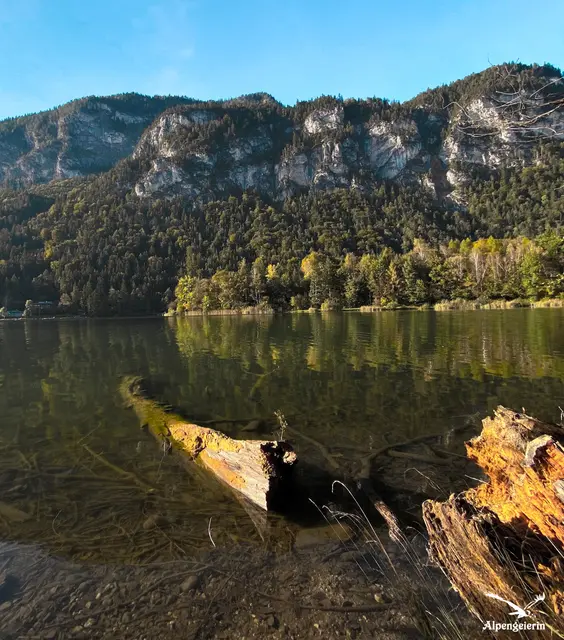 Foto: Janet Bleiker  / Alpengeierin