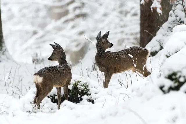 Feuerwerk kann Wildtiere stark belasten und ihre Lebensräume stören. | Foto: J. Kirchmair