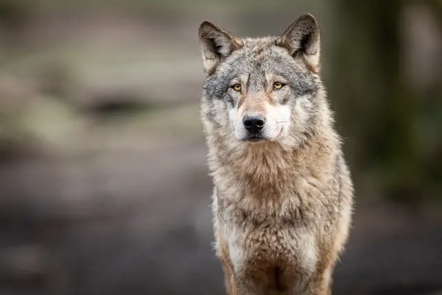Noch am selben Tag des Abschusses erfolgte die Meldung an das Land Kärnten sowie die entsprechende Begutachtung durch einen Amtssachverständigen (Symbolfoto) | Foto: stock.adobe.com/at/AB Photography