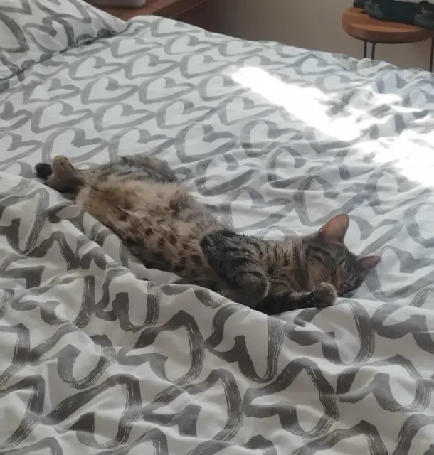 Da hat es eine ehemalige Fundkatze wirklich gut erwischt. | Foto: Mocnik