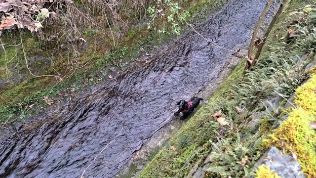 Hier stürzte das Tier hinein. | Foto: Fire Veiter - FF St.Veit/Glan