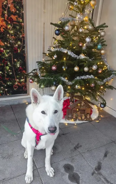 Ein Haustier unter dem Weihnachtsbaum ist oftmals keine gute Idee. | Foto: Mocnik
