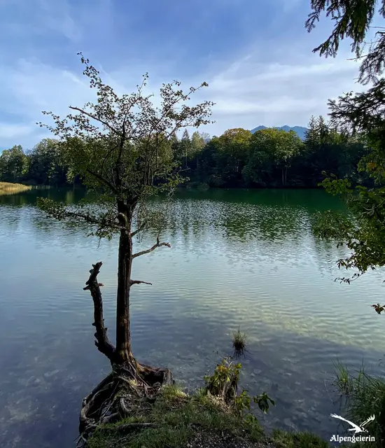 Foto: Janet Bleiker  / Alpengeierin