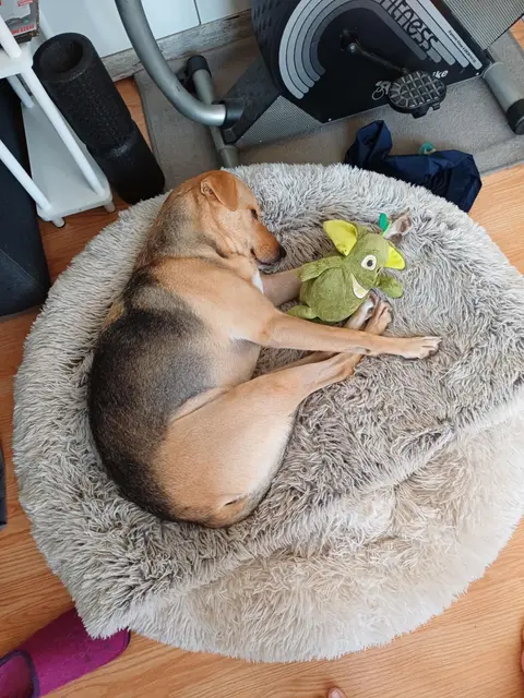 Zuerst im Tierheim, jetzt in seinem eigenen Paradies. | Foto: Mocnik